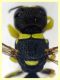 Ectemnius sp. - (66).JPG