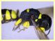 Ectemnius sp. - (85).JPG