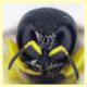 Ectemnius sp. - (110).JPG