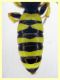 Ectemnius sp. - (56).JPG