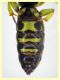 Ectemnius sp. - (35).JPG