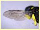 Ectemnius sp. - (48).JPG
