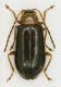 Luperus cf. flavipes.jpg