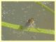prob. Brachydeutera sp. - (4).JPG
