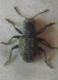 Pachnephorus sp0001 AA.JPG
