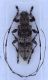 Acanthocinus_griseus2.jpg