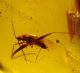 208) Mesoveliidae.jpg