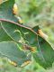 Pristiphora conjugata on Populus nigra or x canadensis - (18).jpg