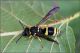 Ancistrocerus-gazella-20251021-012-DPPOGf.jpg