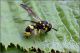 Ancistrocerus-gazella-20251021-002-DPPOGf.jpg