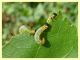 Pristiphora conjugata on Populus nigra or x canadensis - (6).JPG