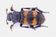 Nicrophorus-Zerene.jpg