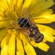 eristalis sp-2.jpg