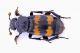 Nicrophorus-Zerenemod.jpg