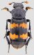 Nicrophorus.jpg