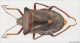 heteroptera_entraque_lo.jpg