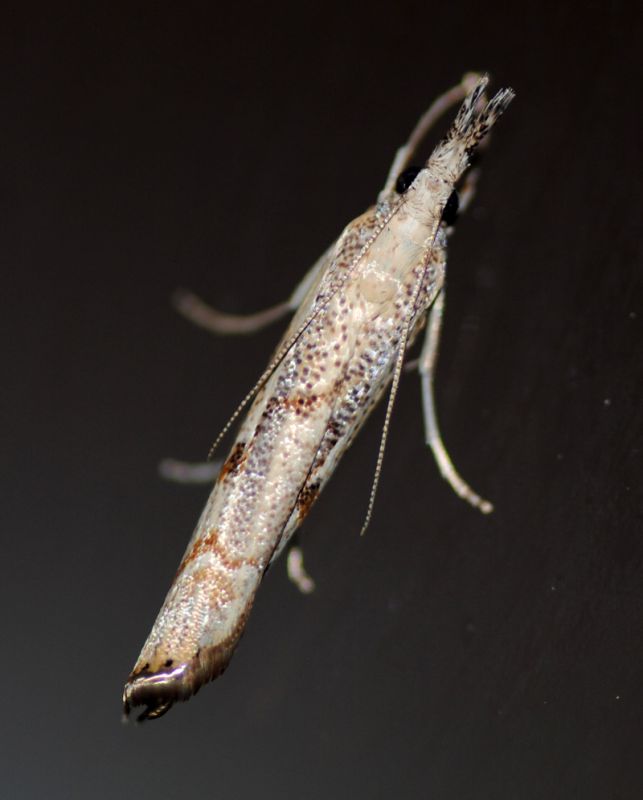 Agriphila.jpg