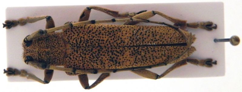 Saperda carcharias 001_2.jpg