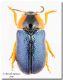 Crisomelide Grecia_Monte Olimpo.jpg