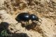 pachychila-IMG_7580_09.jpg