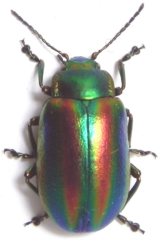 Chrysomelidae_002_01.jpg