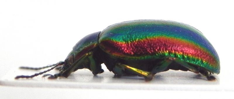 Chrysomelidae_002_02.jpg