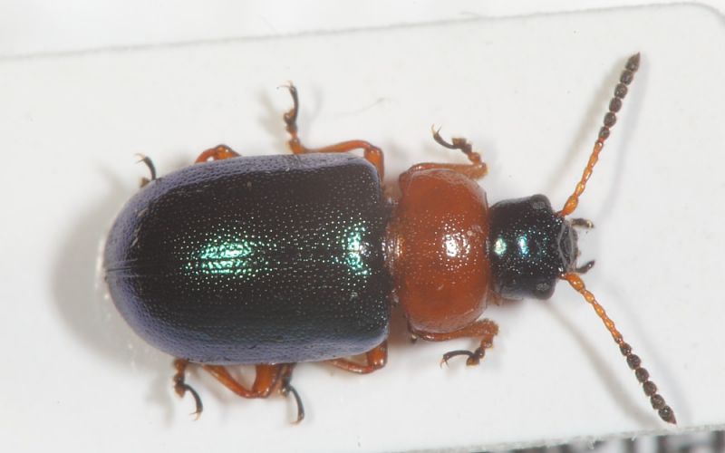 Gastrophysa polygoni1.JPG