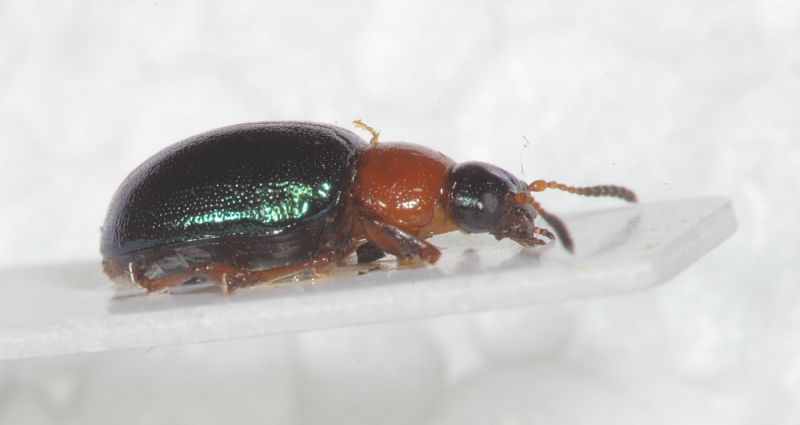 Gastrophysa polygoni2.JPG