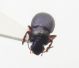 carabid 3.jpg