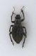 Curculionidae Otiorhynchinae.jpg