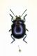 Chrysolina olivieri veneta - Veneto - Susegana - 12-VI-2008 Leg. Sandel F.- n° 001.JPG