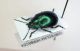 Chrysolina herbacea - Veneto - Revine lago - 15-V-2007 Leg. Sandel F.- n° 002.JPG