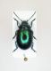 Chrysolina herbacea - Veneto - Revine lago - 15-V-2007 Leg. Sandel F.- n° 001.JPG