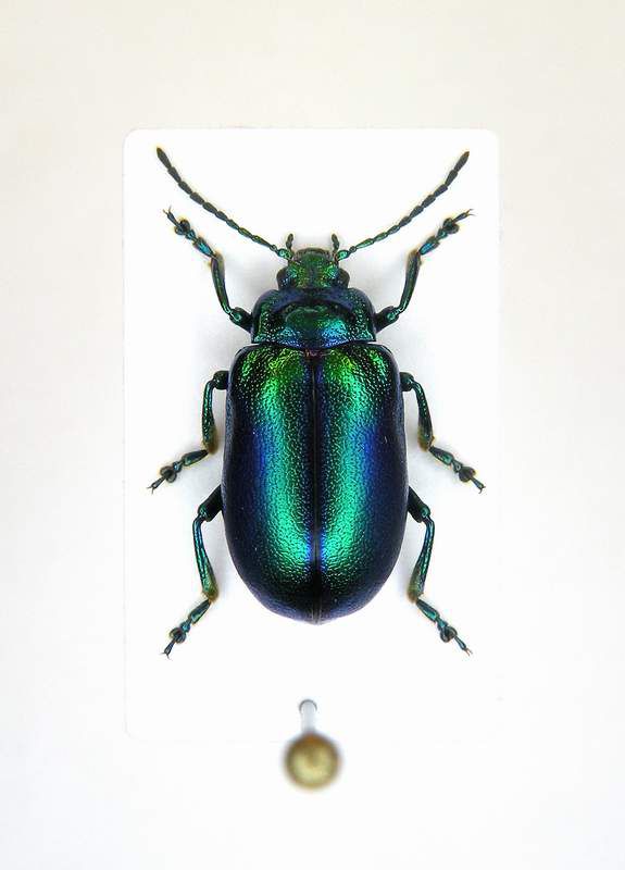Oreina cacaliae ssp.- Bosnia-Hercegowina - Tjientiste Mt.Maglic 1600 Mt. - 27-VIII-2010 Leg. Sandel F.- n° 004_1.JPG