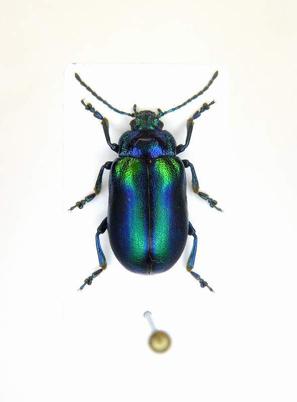 Oreina cacaliae ssp.- Bosnia-Hercegowina - Tjientiste Mt.Maglic 1600 Mt. - 27-VIII-2010 Leg. Sandel F.- n° 003_1.JPG