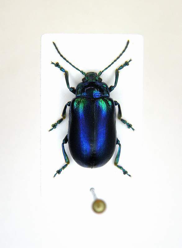 Oreina cacaliae ssp.- Bosnia-Hercegowina - Tjientiste Mt.Maglic 1600 Mt. - 27-VIII-2010 Leg. Sandel F.- n° 001_1.JPG