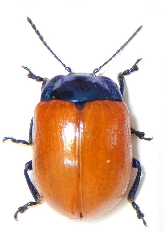 Chrysomelidae_005_01_d.jpg