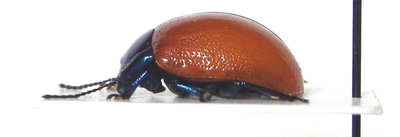 Chrysomelidae_005_01_l.jpg