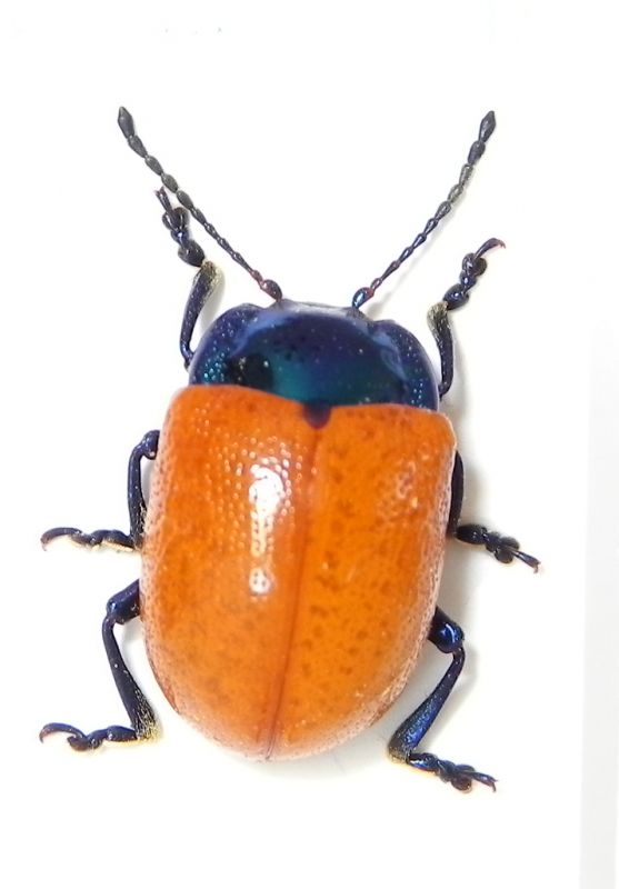 Chrysomelidae_005_02_d.jpg