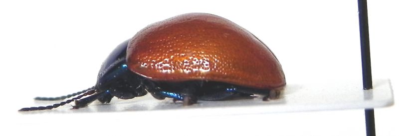 Chrysomelidae_005_02_l.jpg