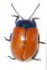 Chrysomelidae_005_03_d.jpg