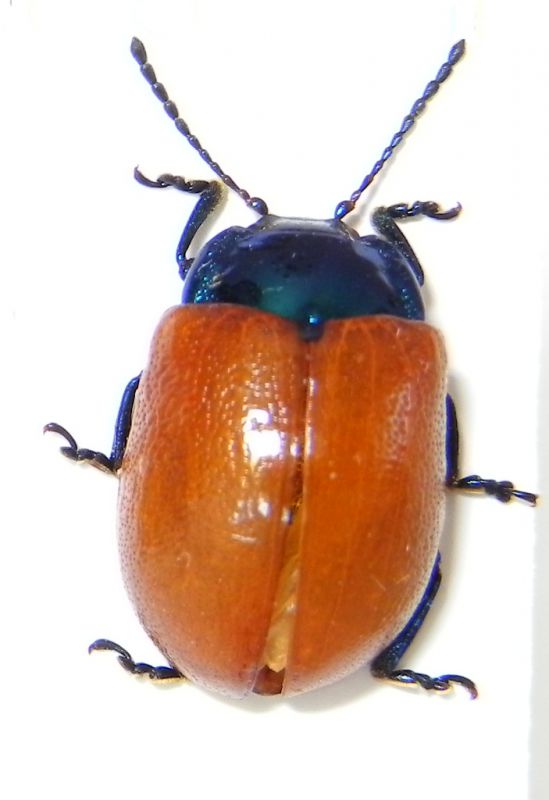 Chrysomelidae_005_03_d.jpg