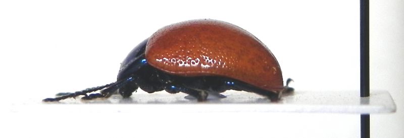 Chrysomelidae_005_03_l.jpg