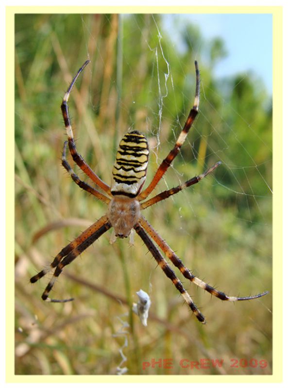 argiope.JPG