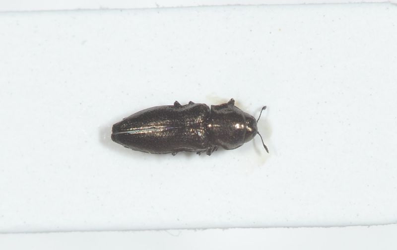 Buprestidae 2_3mm1.JPG