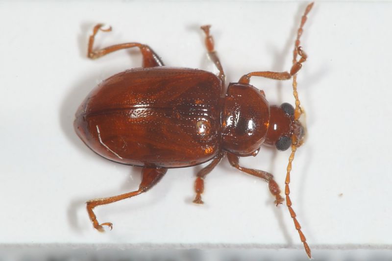 Neocrepidodera sp + edeago1.JPG