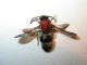Ronisia sp..JPG