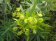euphorbia_regis-jubae3.jpg