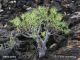 euphorbia-obtusifolia-8260.jpg
