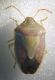 cicadetta 032.jpg